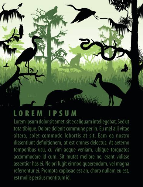 ilustrações, clipart, desenhos animados e ícones de vector silhuetas de pantanal da floresta em modelo de design do sol com garça, lontra, python, ibis. puma, a águia e a coruja - amazonia