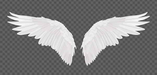 Vector Realistic Angel Wings Isolated On Transparent ...