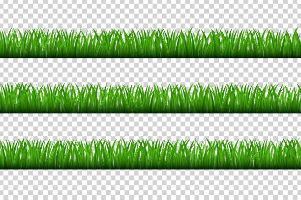 Vector realistic isolated grass borders for decoration and covering on the transparent background. Concept of meadow, field and nature. Vector realistic isolated grass borders for decoration and covering on the transparent background. Concept of meadow, field and nature. soccer borders stock illustrations