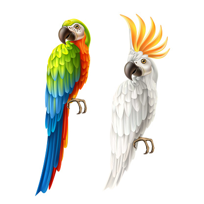 vector realistic parrots macaw and cockatoo set