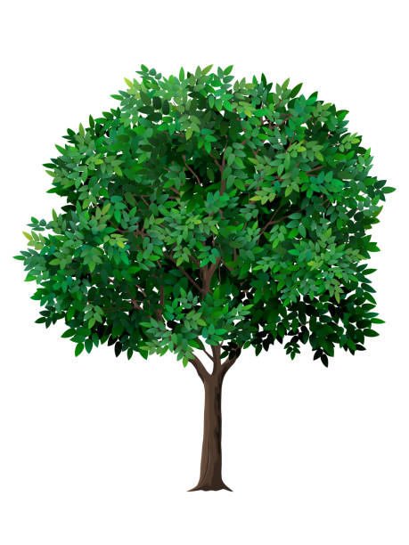 Vector realistic tree with green leaves. Vector realistic tree with green leaves. Garden fruit tree with a lush crown. Detailed plant. Isolated on white background. deciduous tree stock illustrations