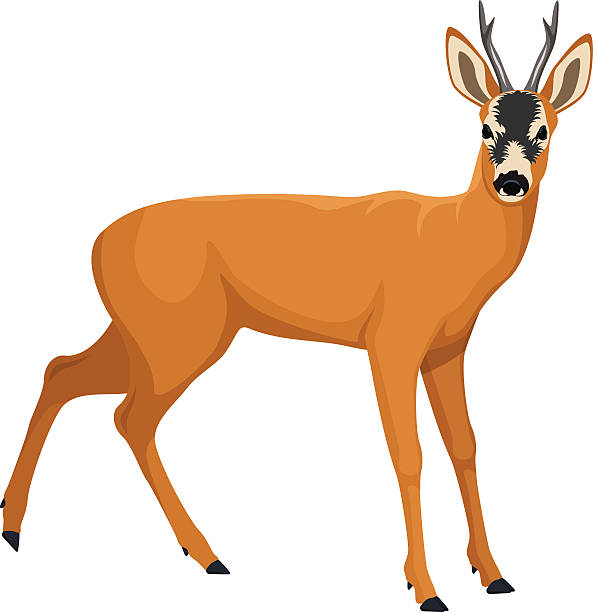 bildbanksillustrationer, clip art samt tecknat material och ikoner med vector roe deer - rådjur