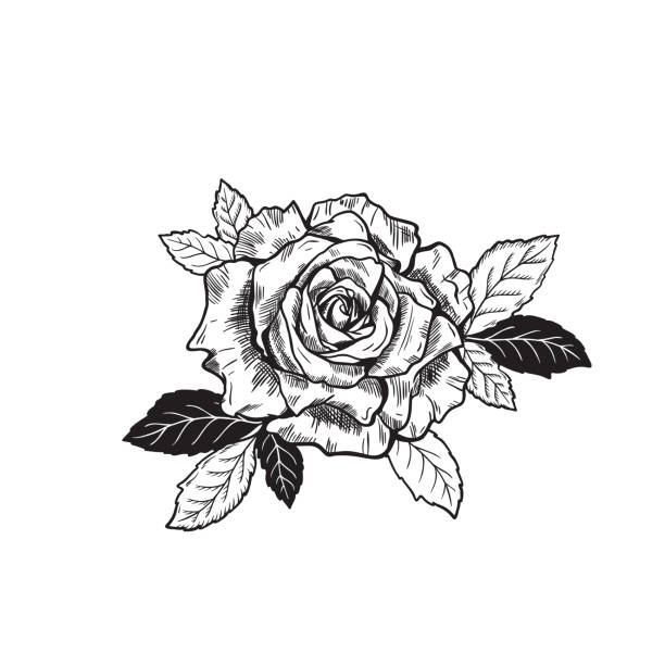 Vector Rose Flower Tattoo Sketch drawing Vector Rose Flower Tattoo Sketch drawing flowers tattoos stock illustrations