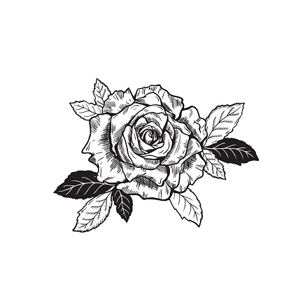Vector Rose Flower Tattoo Sketch Drawing Stock Illustration - Download ...