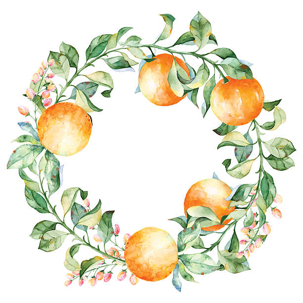 Vector round frame of watercolor orange and flowers. Vector round frame of watercolor orange and flowers. Watercolor illustration wreath of mandarin and leaves. Can be used as a greeting card for background, birthday, mother's day and so on. gardening borders stock illustrations