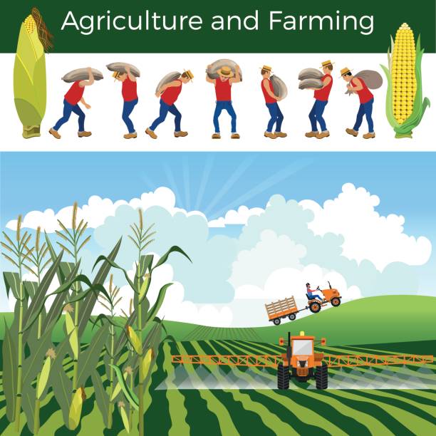Vector rural landscape Vector rural landscape with cornfield, tractors and farmers. corn field stock illustrations