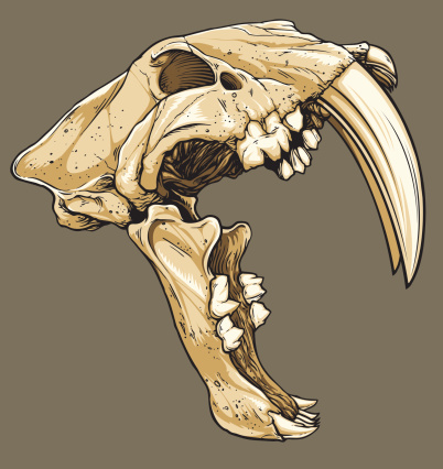 Vector Saber Tooth Tiger Skull Profile