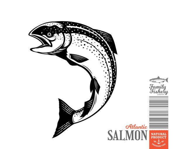 illustrations, cliparts, dessins animés et icônes de illustration de poisson de saumon de vecteur - saumon