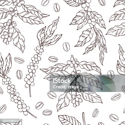 istock Vector  seamless pattern with   coffee  plants and beans. 1201118103