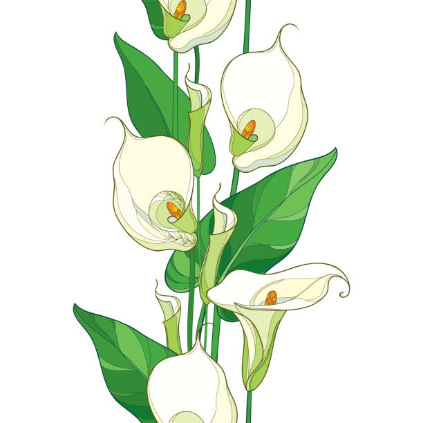 Royalty Free White Calla Lily Clip Art, Vector Images & Illustrations ...