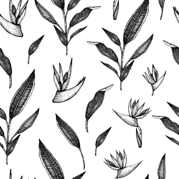Vector seamless pattern with tropical flowers isolated on white background. Hand drawn floral background with strelitzia. Floral graphic black and white repeating ornament. Tropic design elements. Line shading style Vector seamless pattern with tropical flowers isolated on white background. Hand drawn floral background with strelitzia. Floral graphic black and white repeating ornament. Tropic design elements. Line shading style bird of paradise plant stock illustrations