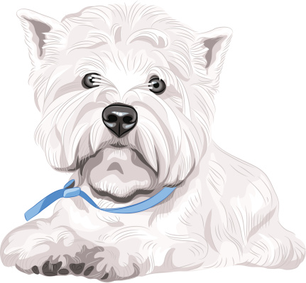 vector serious dog West Highland White Terrier breed sitting