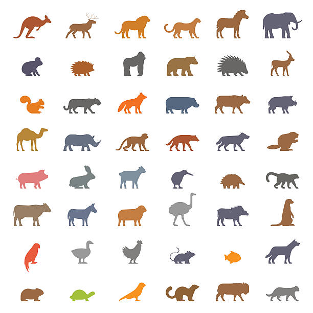 Vector set figures of farm and wild animals Vector set figures of domestic, farm and wild animals isolated on white background. Black silhouettes kangaroos, deer, lion, leopard, horse, elephant, koala and others. rugby league stock illustrations