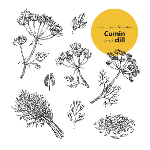 vector set illustration of cumin and dill spices hand drawn illustration of cumin and dill spices. vector illustration set for design cumin stock illustrations