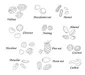 Collection of isolated monochrome hazel nut, walnut, pistachio, almond, coconut, pecan, pine nut, macadamia, cashew. Food illustration in cartoon or doodle style isolated on whit