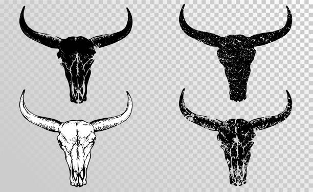 Vector set of black hand drawn skulls buffalo, bull or cow. Vector set of black skulls buffalo, bull or cow on a transparent background. Hand drawn graphic. Black silhouettes. horned stock illustrations