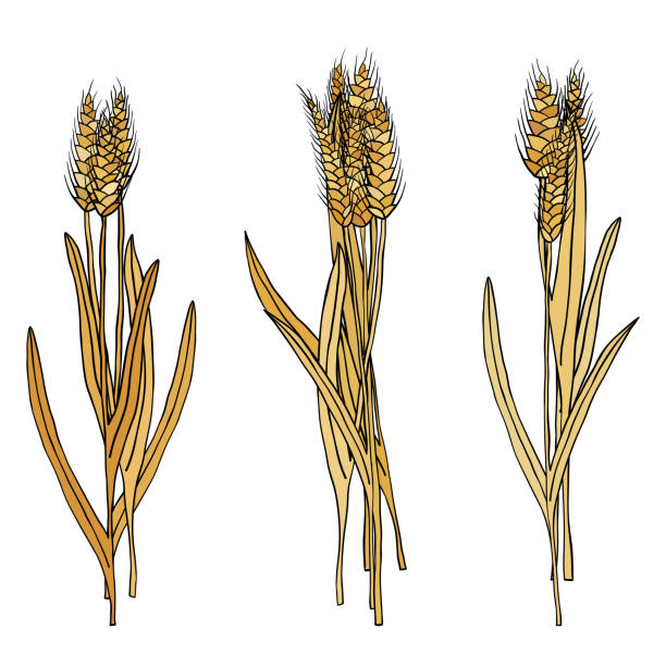 Drawing Of The Sheaves Of Wheat Illustrations, Royalty-Free Vector ...