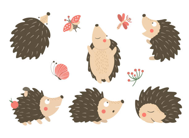 Vector set of cartoon style flat funny hedgehogs in different poses with dragonfly, butterfly, ladybug clip art. Cute illustration of woodland animals for children’s design. Vector set of cartoon style flat funny hedgehogs in different poses with dragonfly, butterfly, ladybug clip art. Cute illustration of woodland animals for children’s design. hedgehog stock illustrations