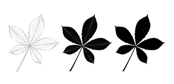 Vector set of chestnut leave Vector set of chestnut leaves, outline and silhouette. horse chestnut tree stock illustrations