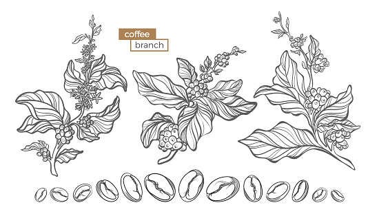Vector set of coffee tree branches