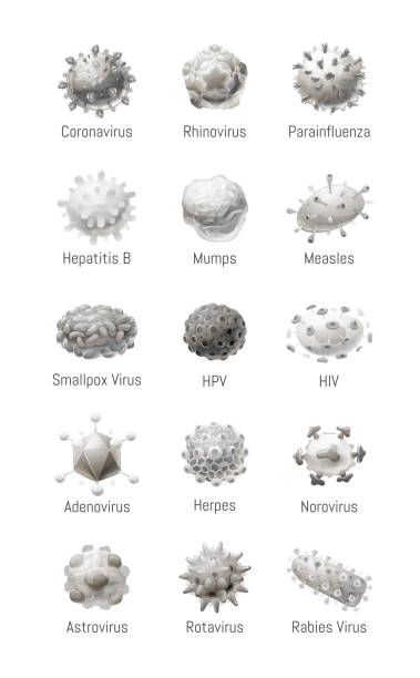 ilustrações de stock, clip art, desenhos animados e ícones de vector set of common viruses. models of pathogens - varíola