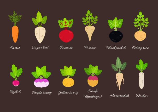 Vector set of different root vegetables Collection of different root vegetables with titles. Vector illustration in flat style horseradish stock illustrations