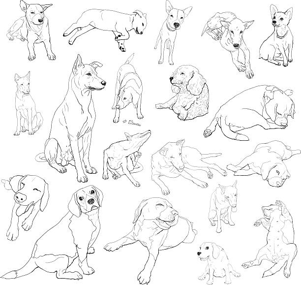Vector set of dog Drawing set of dog on many pose. dog drawings stock illustrations