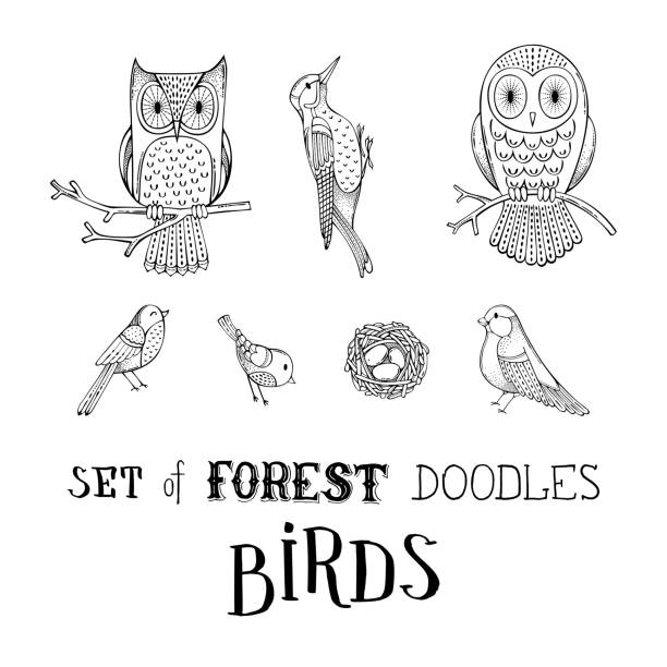 Vector set of forest doodles birds. Cute owls on branches, nest with eggs, bullfinch, woodpecker and other birds isolated on white background. Can be used in colouring book for children. bird drawings stock illustrations