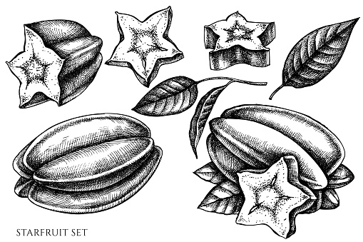 Vector set of hand drawn black and white starfruit