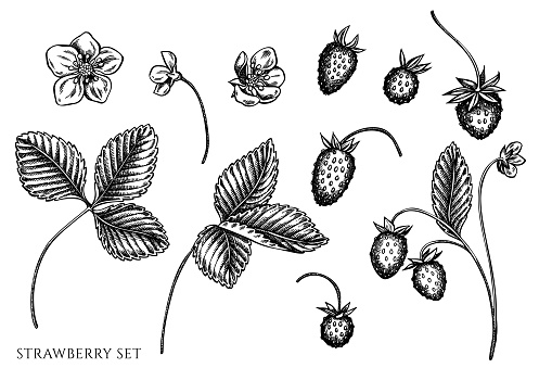 Vector set of hand drawn black and white strawberry
