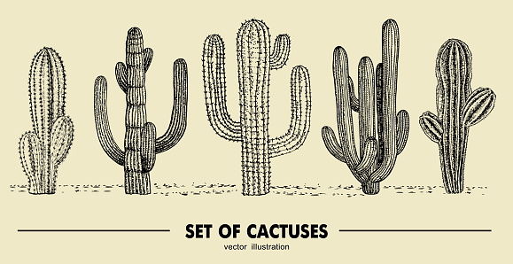 Vector set of hand drawn cactus. Sketch illustration. Different cactuses in monochrome style.