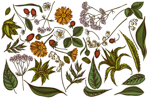 Vector set of hand drawn colored aloe, calendula, lily of the valley, nettle, strawberry, valerian