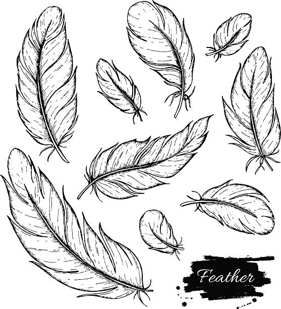 Vector set of hand drawn feather. Ink vintage illustration Vector set of hand drawn feather. Ink vintage illustration. Isolated detailed drawing on white background. bristle animal part stock illustrations