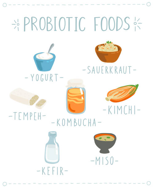 ilustrações de stock, clip art, desenhos animados e ícones de vector set of hand drawn icons of natural probiotic foods. - natural food infographics