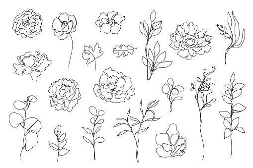 Vector set of hand drawn, single continuous line flowers, leaves. Art floral elements. Uselogos, cosmetics