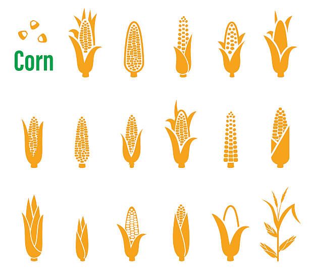 Vector set of icons and logos with corn on a Vector set of icons and logos with corn on a white background. For your packaging design. corn stock illustrations