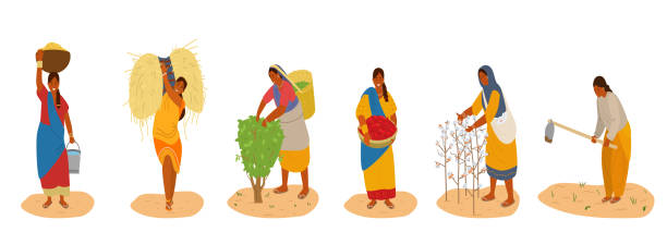 Vector Set Of Indiam Women Working Vector Set Of Indiam Women Working. Harvesting Cotton, Chili Pepper, Corn, Wheat, Picking Tea Leaves, Plowing. Traditional Agriculture. Isolated On White. sri lanka women stock illustrations