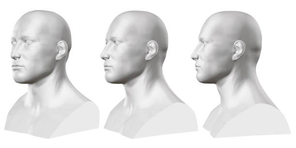 흰색 바탕에 마네킹의 고립 된 남성 흉상의 벡터 집합입니다. 3d. 다른 측면에서 남성 흉상. 벡터 일러스트 - 사람 머리 stock illustrations