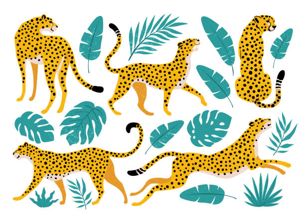 Vector set of leopards and tropical leaves. Trendy illustration. Vector set of leopards and tropical leaves. Trendy illustration. banana silhouettes stock illustrations