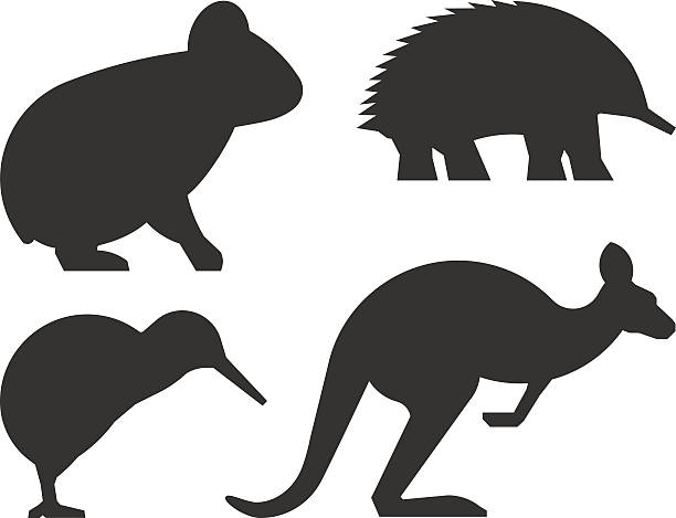Vector set of silhouettes australian animals. Vector set of silhouettes australian animals. Black icon koalas, kangaroos, echidnas and kiwi. rugby league stock illustrations