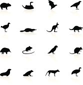 Illustration representing different wild animals.