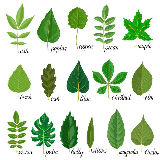 vector set of tree leaves vector green leaves of different trees isolated at white background, hand drawn illustration ash stock illustrations