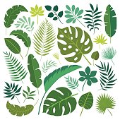 Vector set of tropical leaves. Palm leaf, banana leaf. Jungle trees.Botanical (floral) illustration
