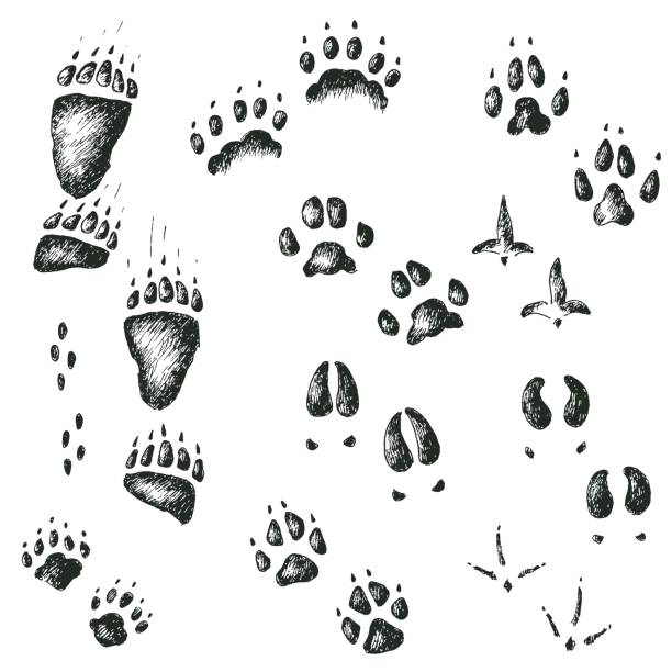 Vector set of walking wild wood animal and bird tracks Vector hand drawn set of walking wild wood animal and bird tracks university of michigan stock illustrations