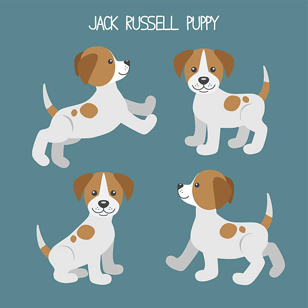 Royalty Free Jack Russell Terrier Clip Art, Vector Images ...