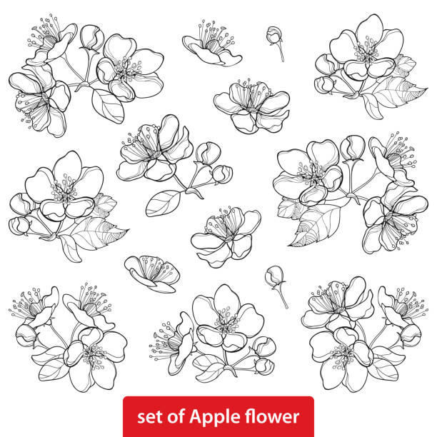 stockillustraties, clipart, cartoons en iconen met vector ingesteld met overzicht bloeiende apple bloem bos en gebladerte in zwarte geïsoleerd op witte achtergrond. - appelbloesem