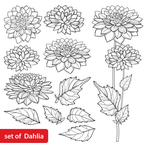bildbanksillustrationer, clip art samt tecknat material och ikoner med vector set med kontur dahlia eller dalia blomma och utsmyckade blad i svart isolerade på vit bakgrund. - dahlia