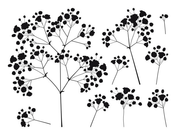 babys breath free brushes 56 free downloads