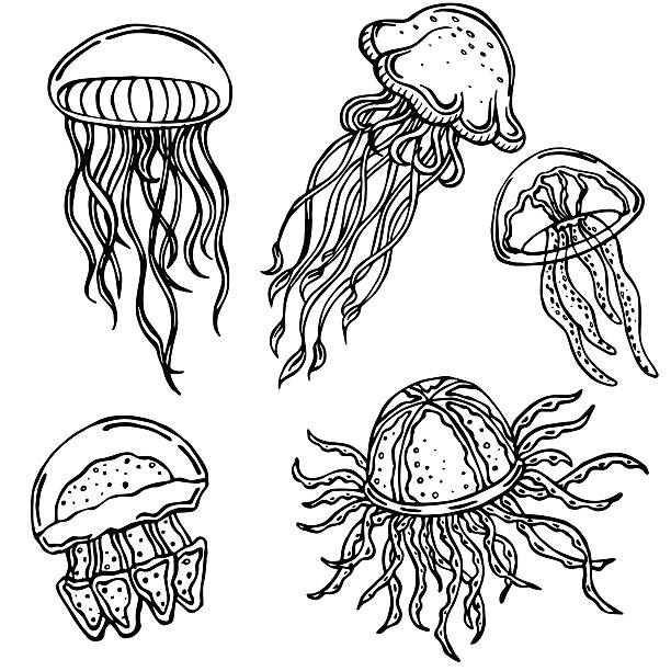 Royalty Free Jellyfish Clip Art, Vector Images & Illustrations - iStock