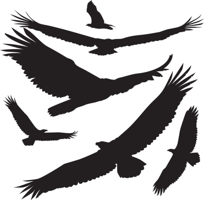vector silhouettes eagle